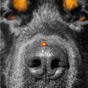 Meet your Posher, Dana